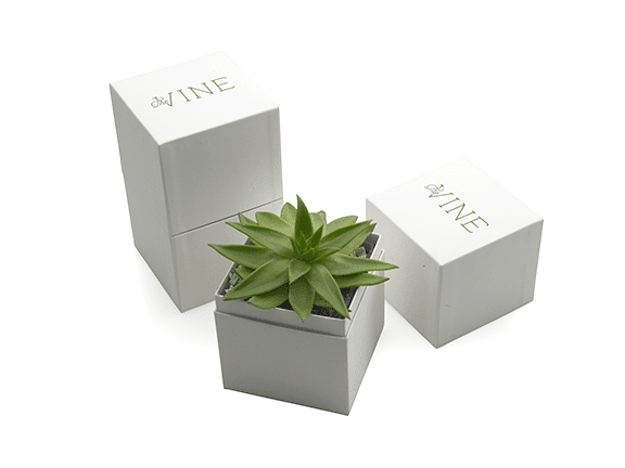 Recyclable Premium Succulents Box